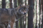 European grey wolf 2