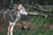 European grey wolf 3