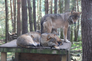 European grey wolves