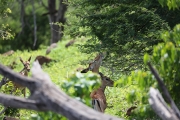 Feeding Impala