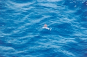 Flying fish