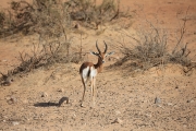 Gazelle