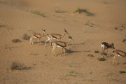 Gazelles