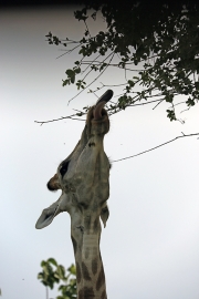 Giraffe 1