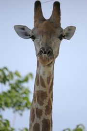 Giraffe 2