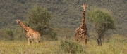 Giraffes