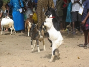Goat fight
