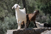 Goats