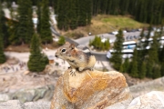 Golden-mantled ground squirrel 1