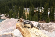 Golden-mantled ground squirrel 2