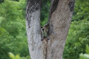 Green Monkey 1