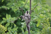 Green Monkey 2