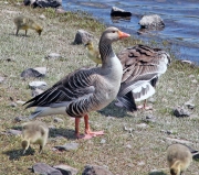 Greylag goose