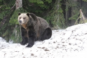 Grizzly bear 1