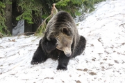 Grizzly bear 2