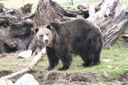 Grizzly Bear 3