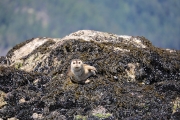 Harbour seal 2