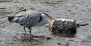 Heron 2