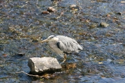 Heron 3