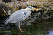 Heron 4