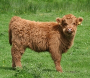 Highland calf 2