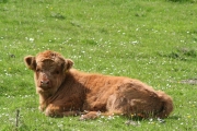 Highland calf 1