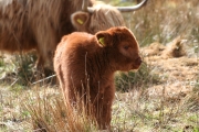 Highland calf 3
