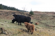 Highland cattle