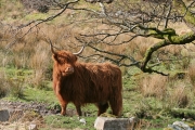 Highland cow 1