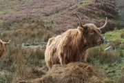 Highland cow 2