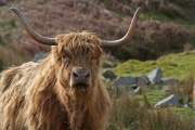 Highland cow 3