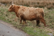 Highland cow 4
