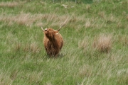 Highland cow 5