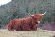Highland cow 6