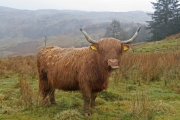 Highland cow 7