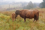 Highland cow & calf