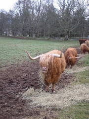 Highland cows feeding