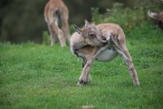 Himalayan Tahr