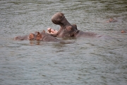 Hippo 1
