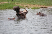 Hippo 2