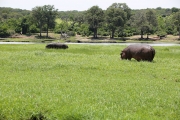 Hippo 3