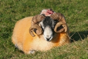 Horned Sheep 1