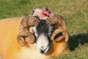 Horned Sheep 2