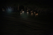 Impala 1