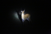 Impala 2