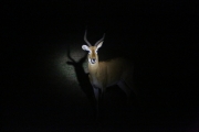 Impala 3