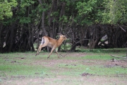 Impala 4