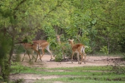 Impala Herd