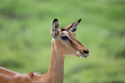 Impala