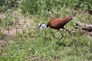 Jacana